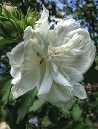 Close-up of white flowers