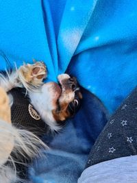 High angle view of dog relaxing against blue sky