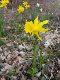 High angle view of yellow crocus blooming on field