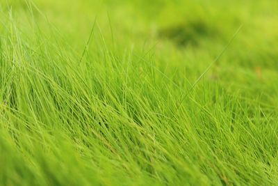 Close-up of grass growing on grassy field