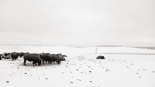 View of american bison grazing on snowy field in winter