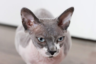 Sphynx cat