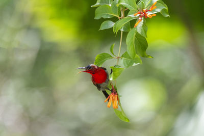 Bird beautiful color black and yellow broadbill eury laimus ocromalus small cute