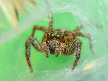 Close-up of spider