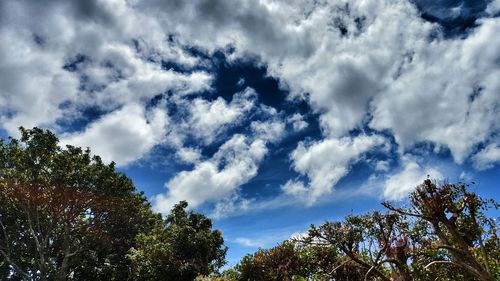 Low angle view of trees against cloudy sky