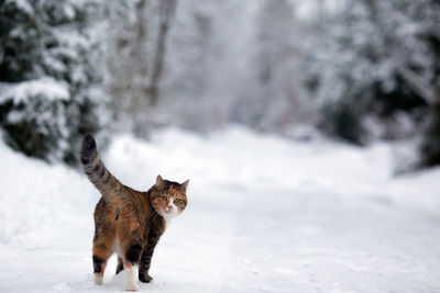 View of a dog on snow covered field