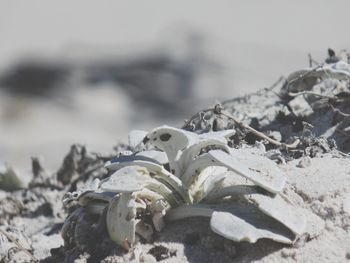 Close-up of beach