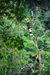 Bird perching on a tree