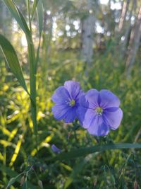 Close-up of purple flowering plant on field