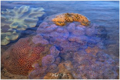 Close-up of jellyfish swimming in sea