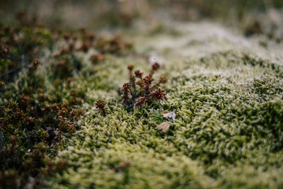 Surface level of flowering plants on field