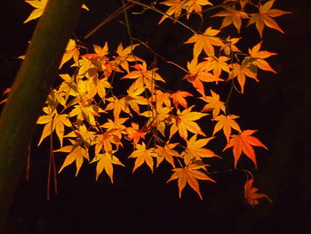 Low angle view of trees