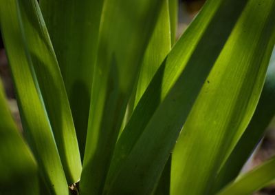 Close-up of palm leaf