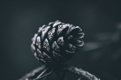 Close-up of pine cone