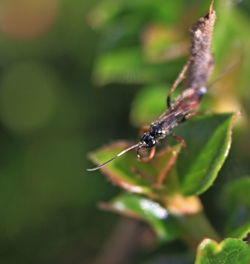 Close-up of insect on plant