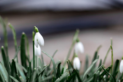 Close-up of white flowering plants on field
