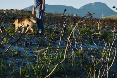 Low section of person with dog on field