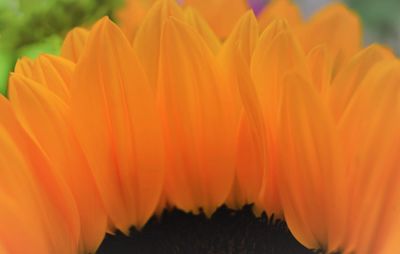 Close-up of orange flowering plant