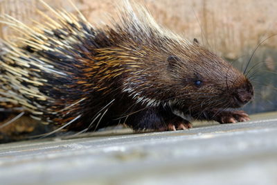 Close-up of an animal