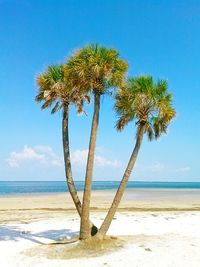 Palm tree on beach against clear blue sky