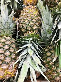 Close-up of cactus growing outdoors