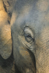 Close-up of elephant