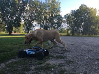 Dog on grass