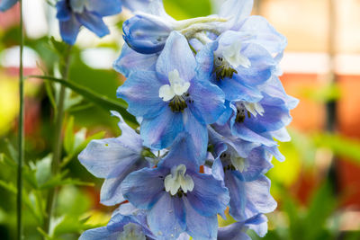 Close-up of fresh blue white flower
