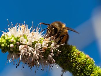 Close-up of bee on flower