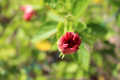 Close-up of red rose blooming outdoors