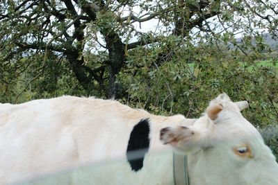 Sheep on tree