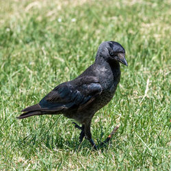 Black bird on grass