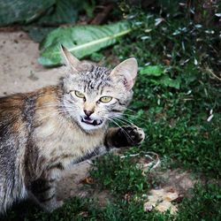 Portrait of cat