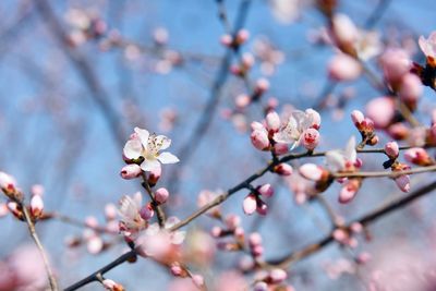 Close-up of cherry blossoms