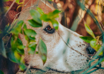 Close-up of an animal
