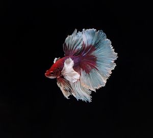 Close-up of birds over black background