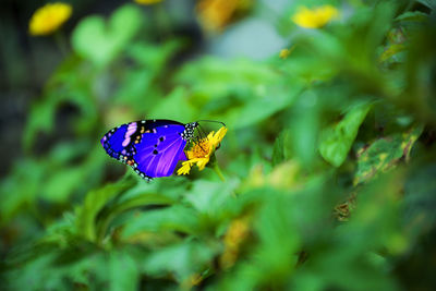 Butterfly on purple flower