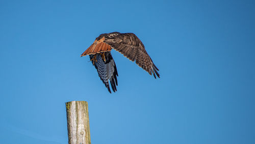 Low angle view of eagle flying against clear blue sky
