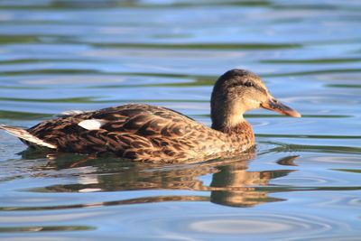 Close-up of duck swimming in lake