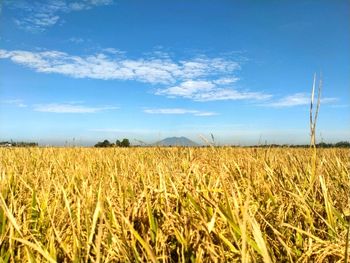 Scenic view of rice field against sky