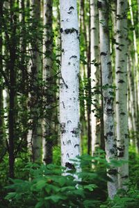 Close-up of tree trunk in forest