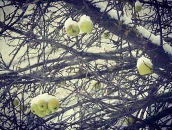 Close-up of branches against blurred background