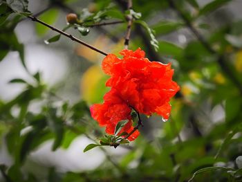 Close-up of red flowers