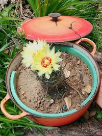 Close-up high angle view of flowers