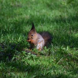 Squirrel on a field