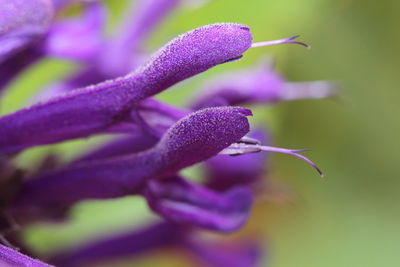 Close-up of purple flowering plant