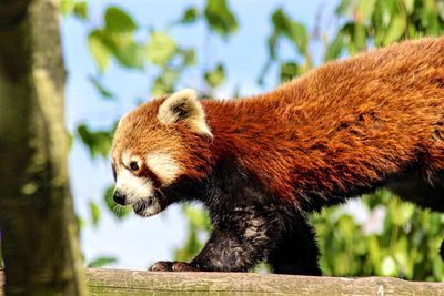 Close-up of bear on tree