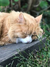 Close-up of ginger cat sleeping on grass