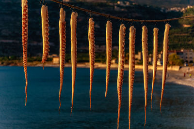 Mediterranean greek food. octopus dried on the rope in the sun in the courtyard of greek tavern