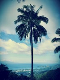 Palm trees against sky